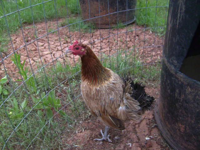 gamehens004.jpg