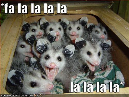 possumfalala.jpg