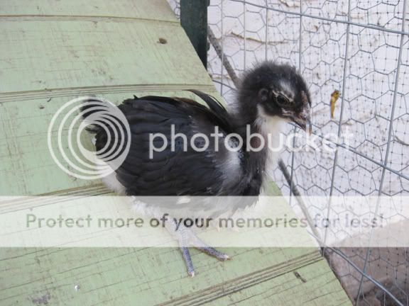 FBCM-Pullet-5-weeks.jpg