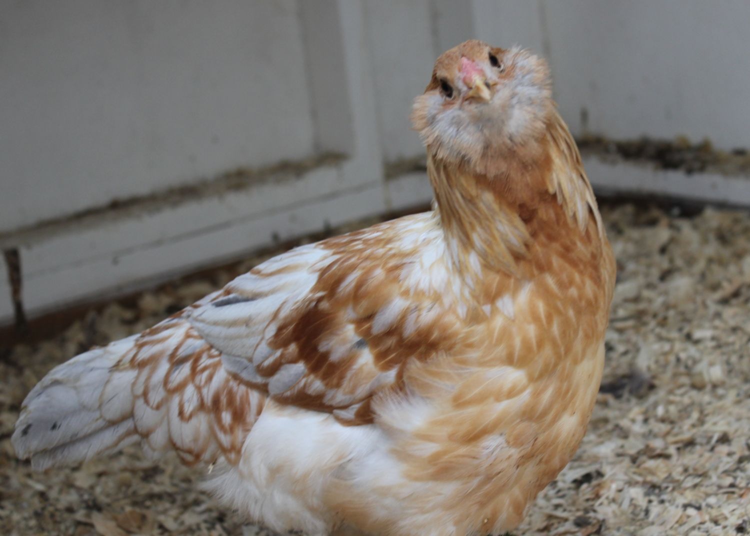 500x1000px-LL-e3438f57_chickenfever2075.jpeg