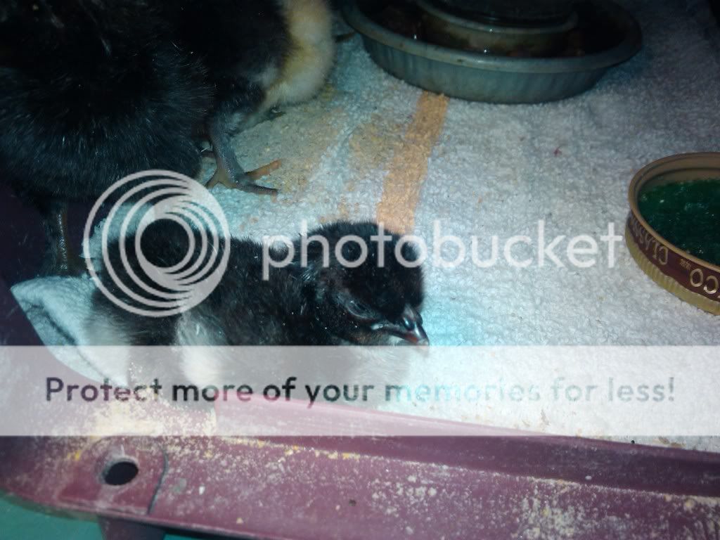 2010-09-19142213.jpg