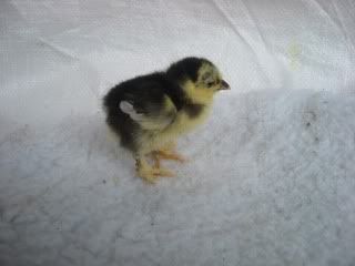 MottledCochinBantam4611-1wk.jpg