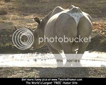 RHINO.jpg