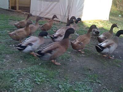 smKCDucks.jpg
