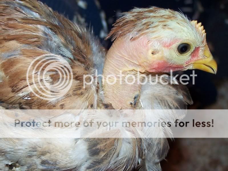 chickensex050.jpg