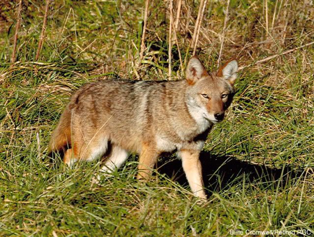 eastern_coyote1.jpg