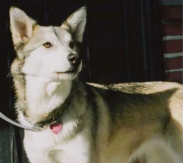 MIXHuskyTimberWolfLexus1halfYears.JPG