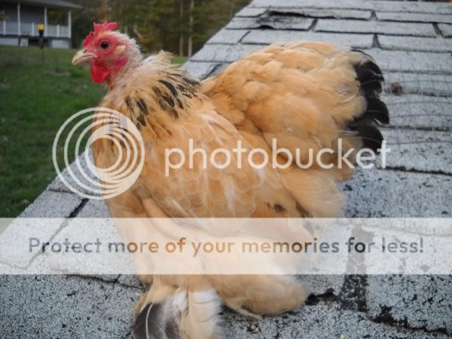 buffpullet.jpg