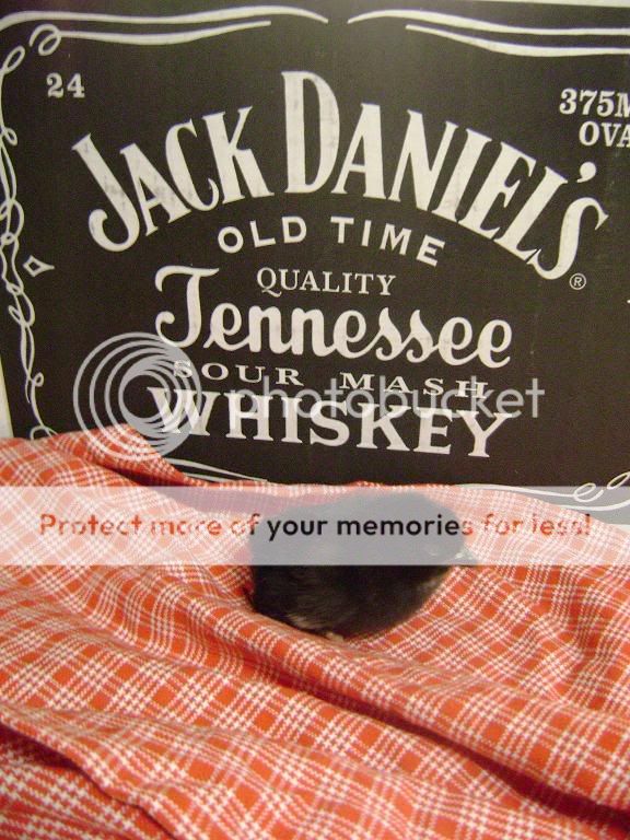 Whiskey031.jpg