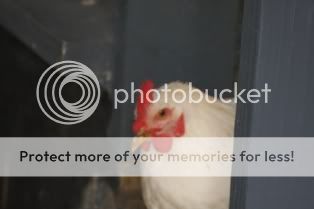 5262009chickens090.jpg