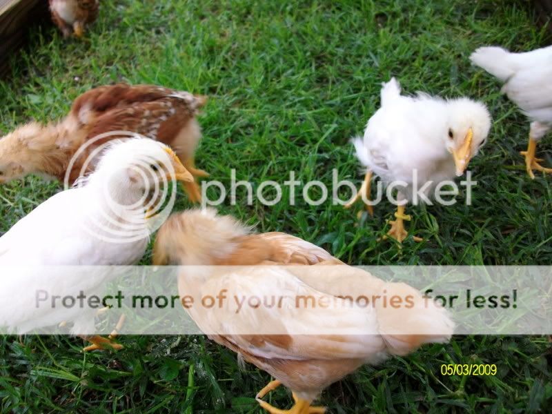 Chicksday23001.jpg