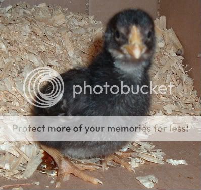 FirstHatch032.jpg