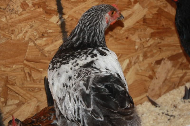 Chickens2034.jpg