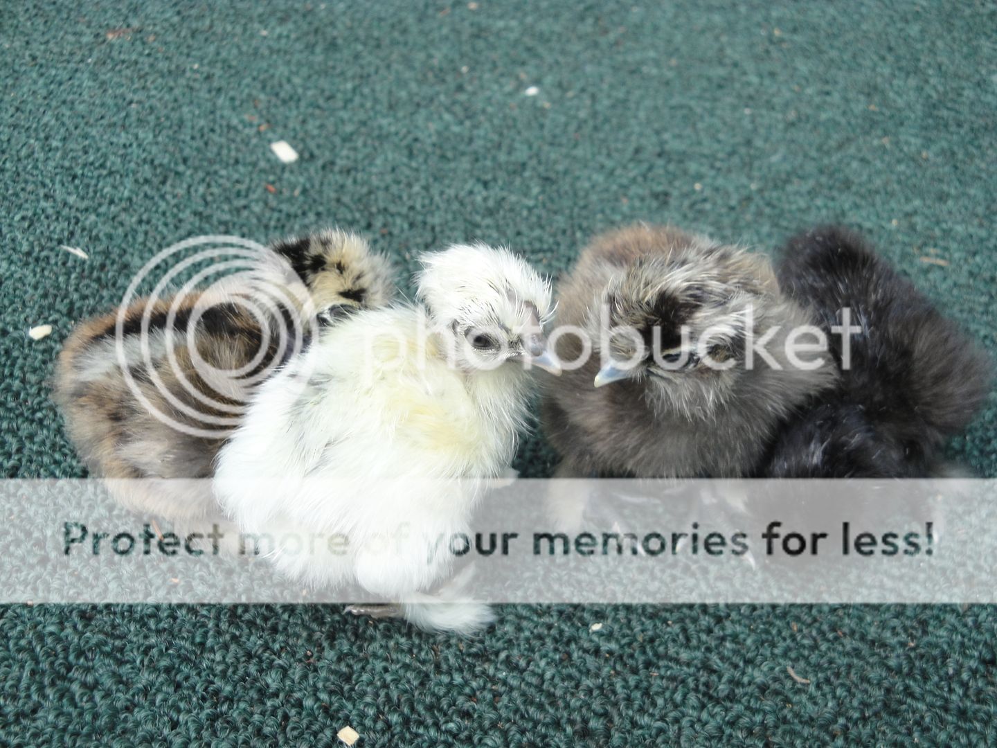 chicks010.jpg