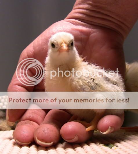 junechicks4.jpg
