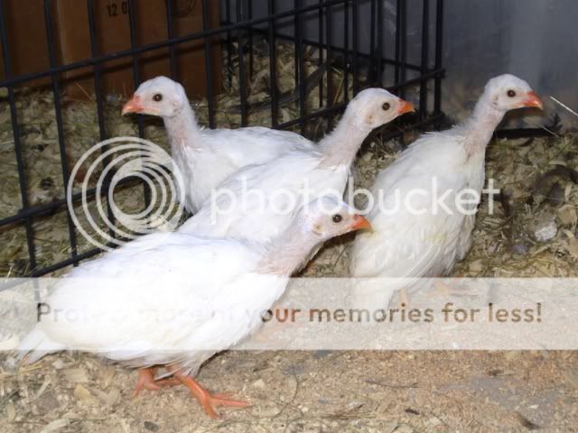Guineababies001.jpg