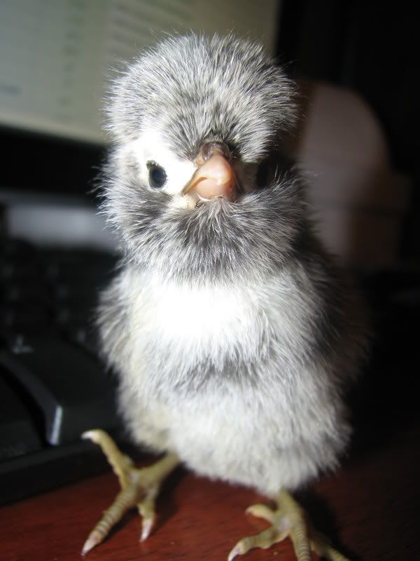 cacklechicks036.jpg