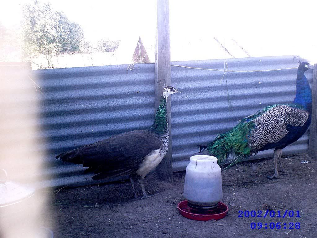 peacock.jpg