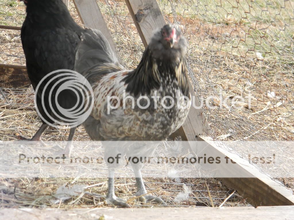 ChickPicks3228.jpg