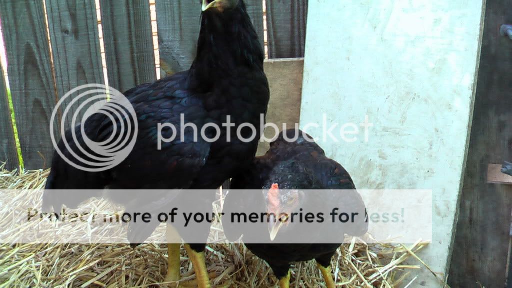 junechickens008.jpg