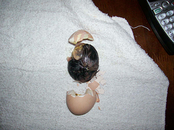 PipZipNOHATCHblue.jpg