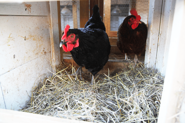 chicken-friends-2.png