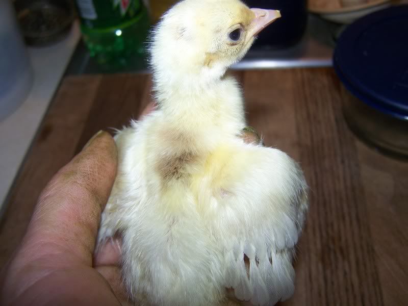 peachick.jpg