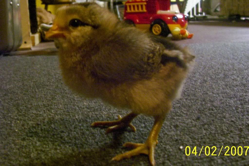 leghorn1.jpg