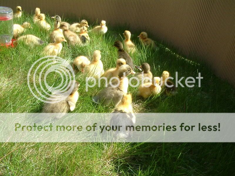 duckingaround016.jpg