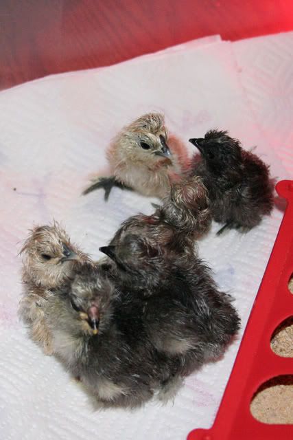 silkiehatch.jpg