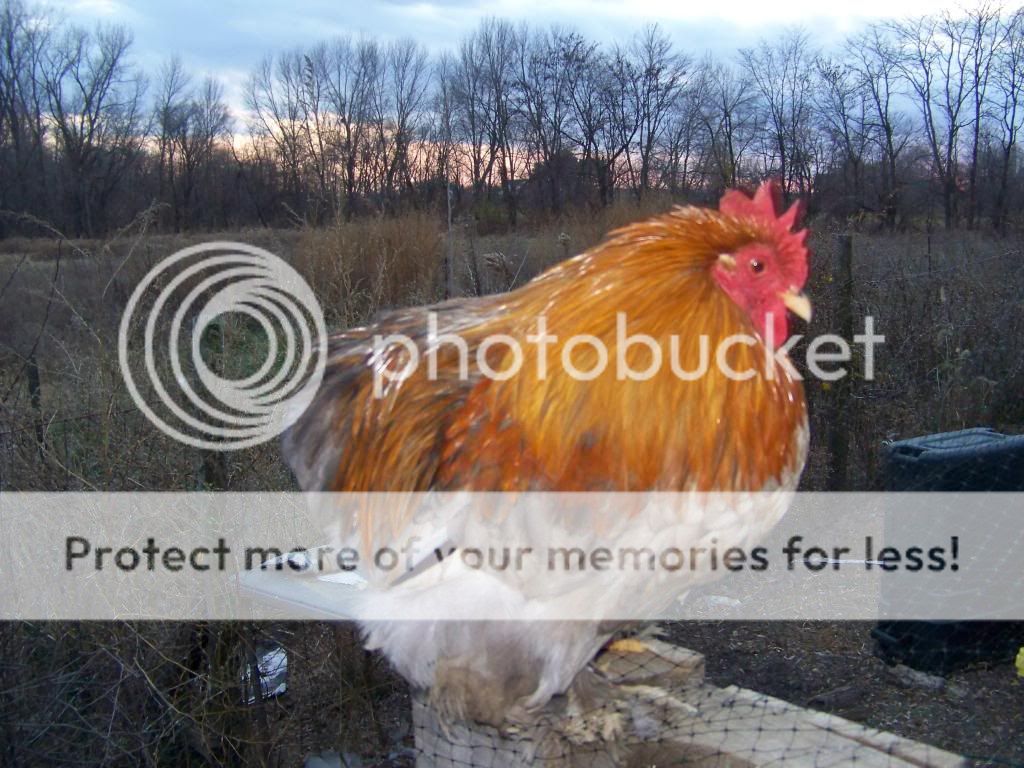100_4055.jpg