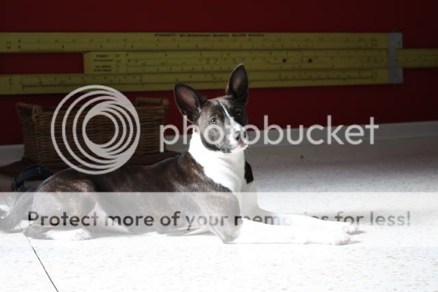 IMG_3343a.jpg