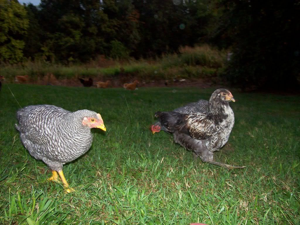 chickenpics025.jpg