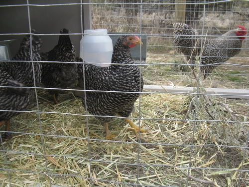 pullets_14.jpg