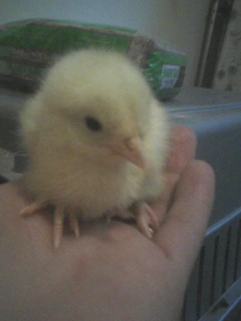 tinyyellowchick.jpg