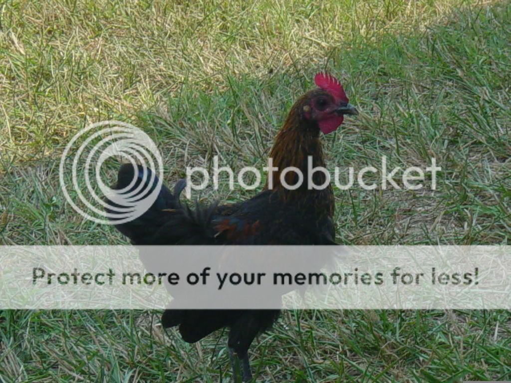 Chickengirls1010.jpg
