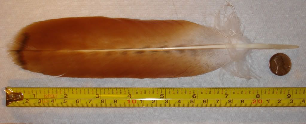 largefeather-1.jpg