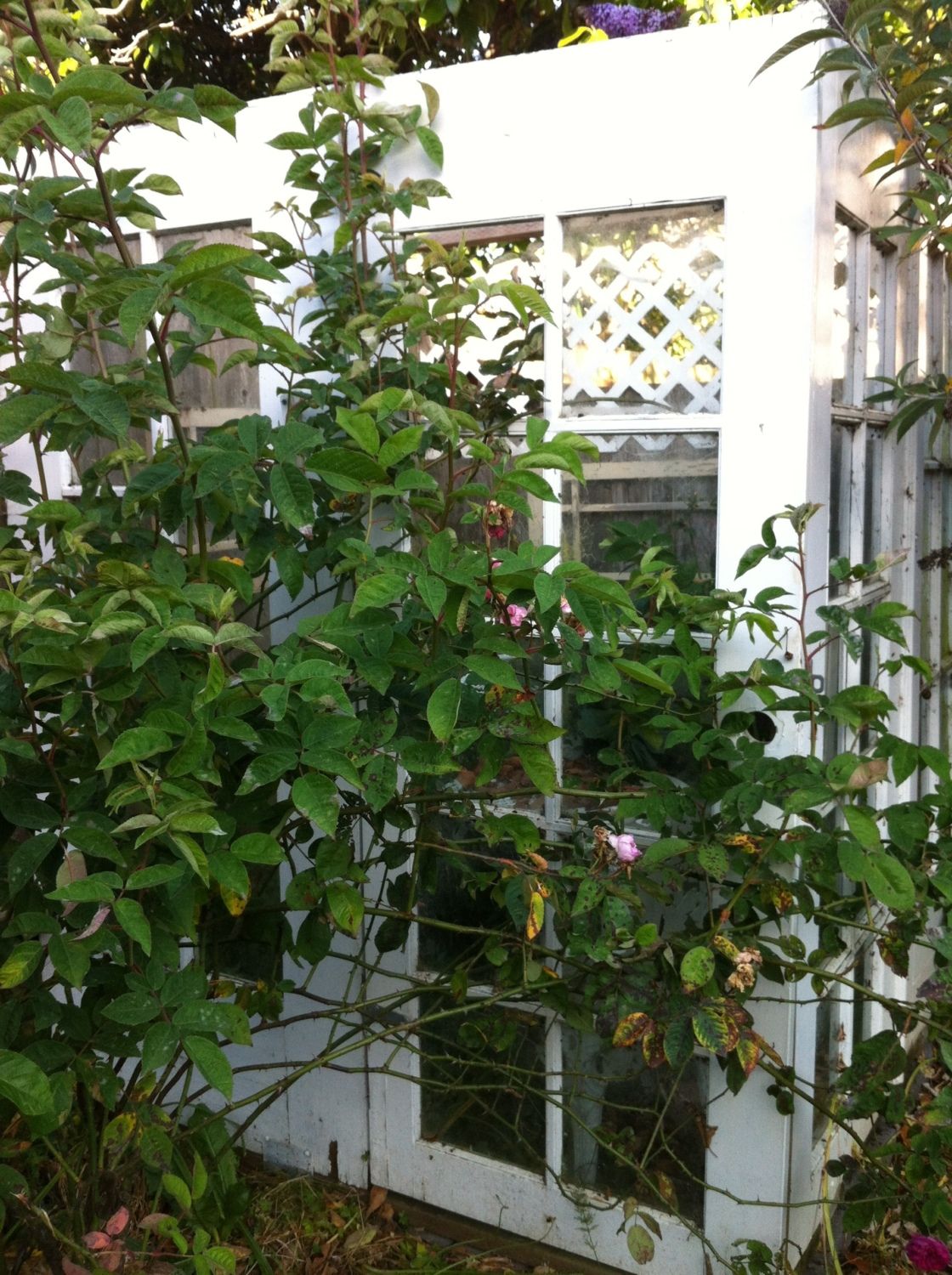 600x448px-LL-cd195c45_photo1.jpeg