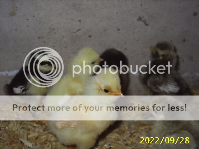 Newchicks14.jpg