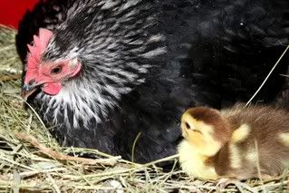 LuckyandQuack1.jpg