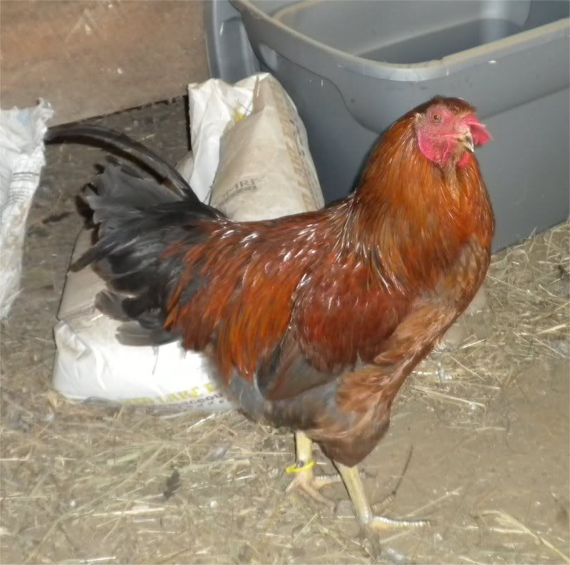 Rooster3.jpg