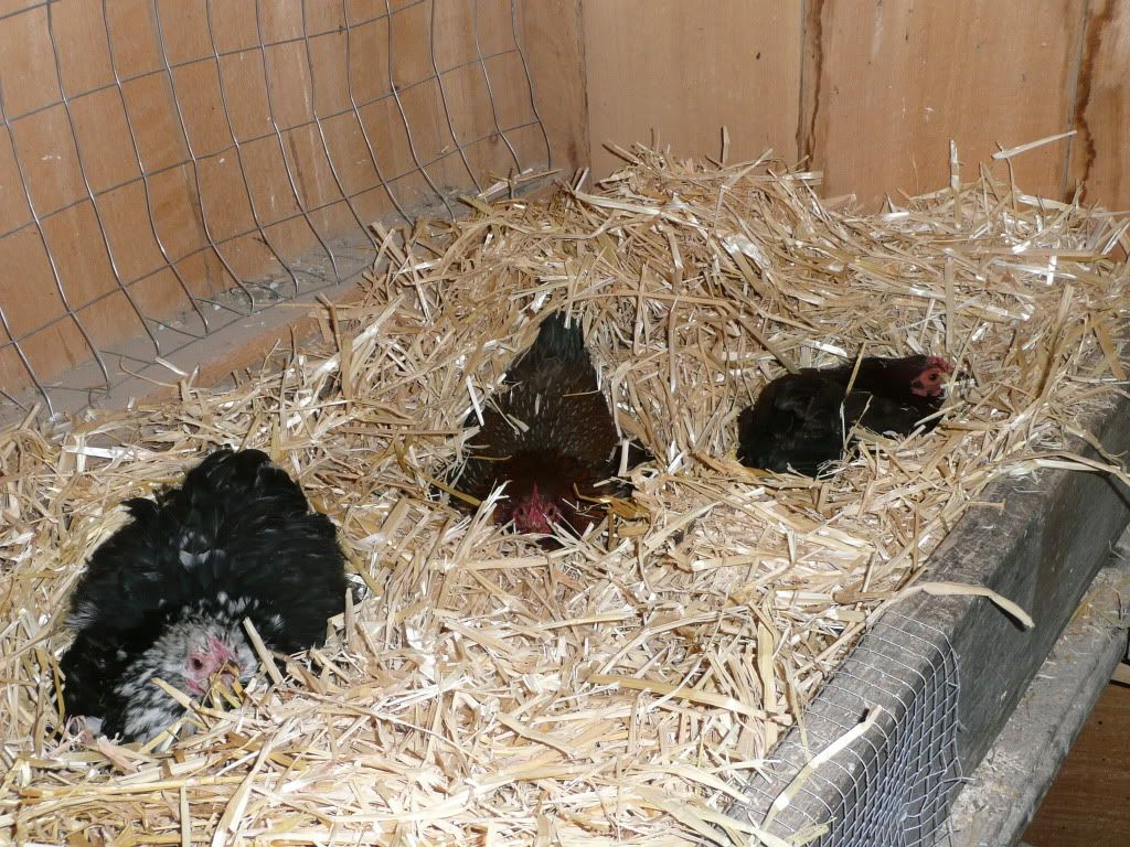 mychickens063.jpg