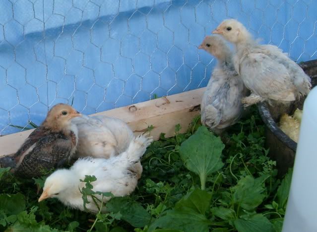 bantychicks009.jpg