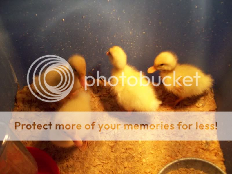 NewBabyDuckies.jpg