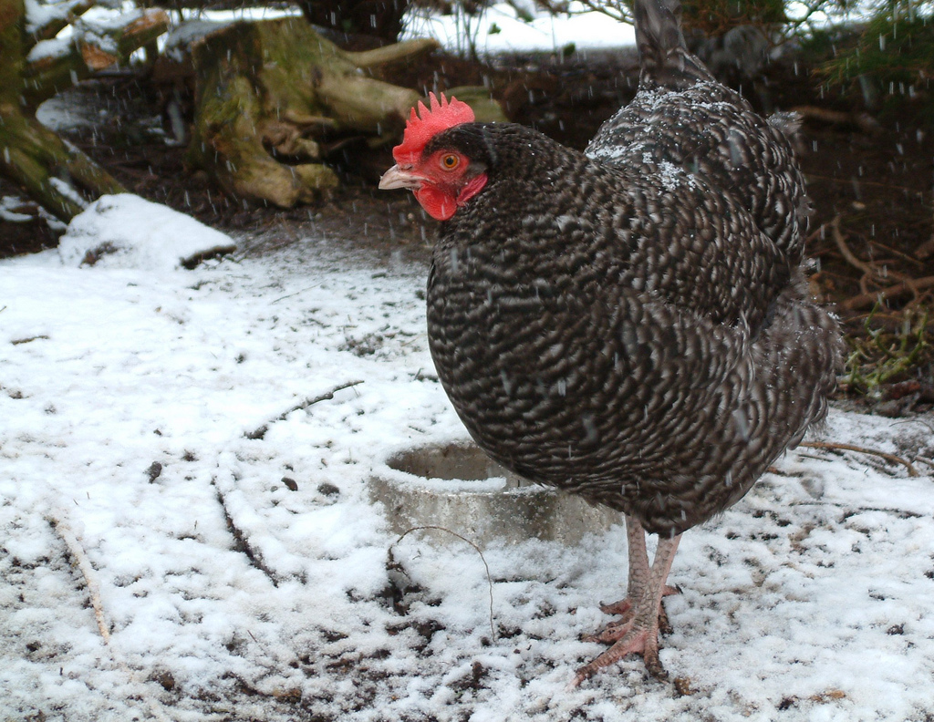 Cuckoo_Marans.jpg