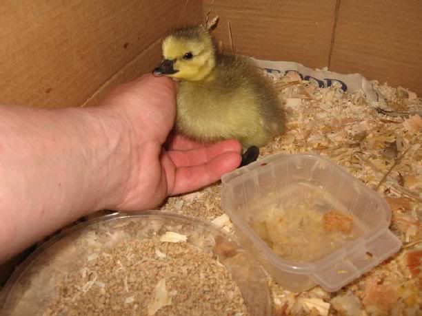 luckygosling2.jpg