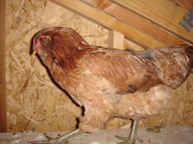 DSC04446-1.jpg