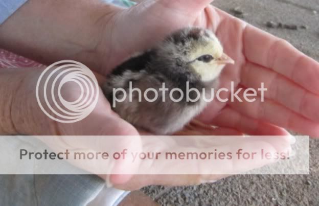 newchick-1.jpg