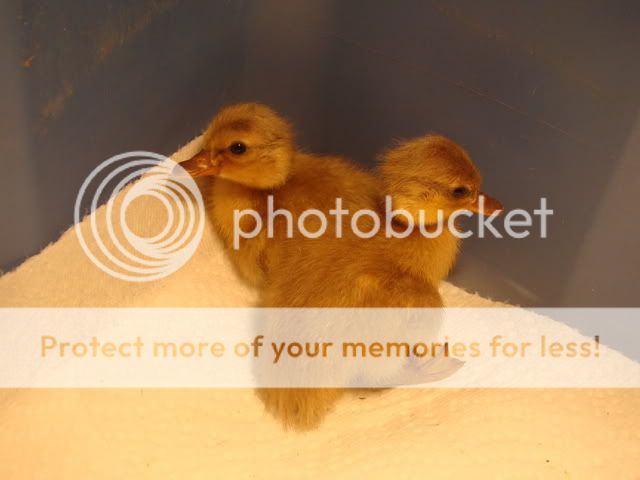 ducks001.jpg