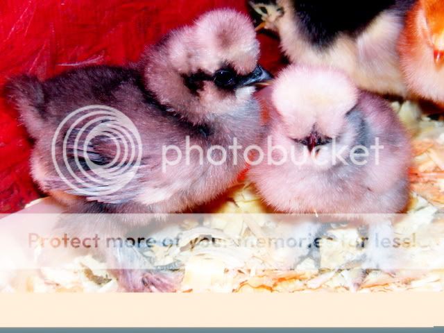 chicks2068.jpg